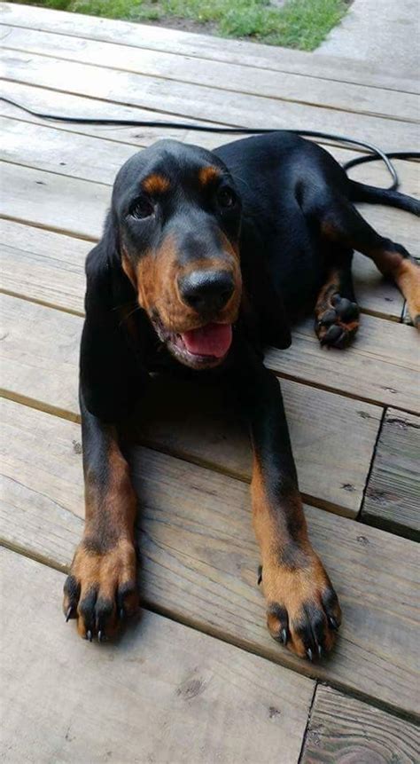 black and tan hounds for sale.